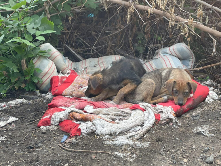 Projekt „Tierheim“ startet